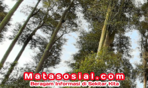 Potensi Wisata Desa Cicareh, Ramdan Rustarmono: Wisata Sejarah Pabrik Karet, Cicareuh Siap Jadi Destinasi Hits